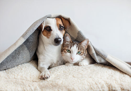 produits_veterinaires__7_